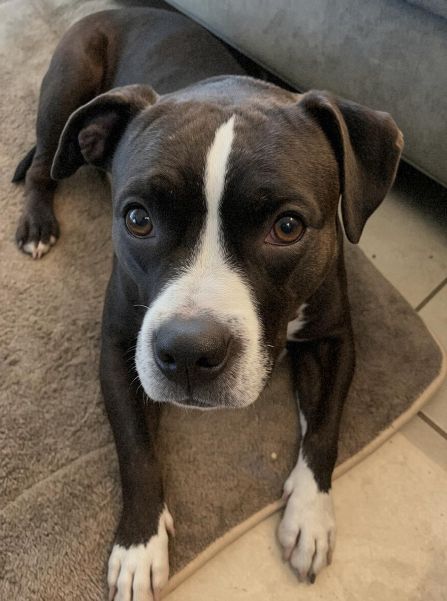 pittie tri 4.jpg